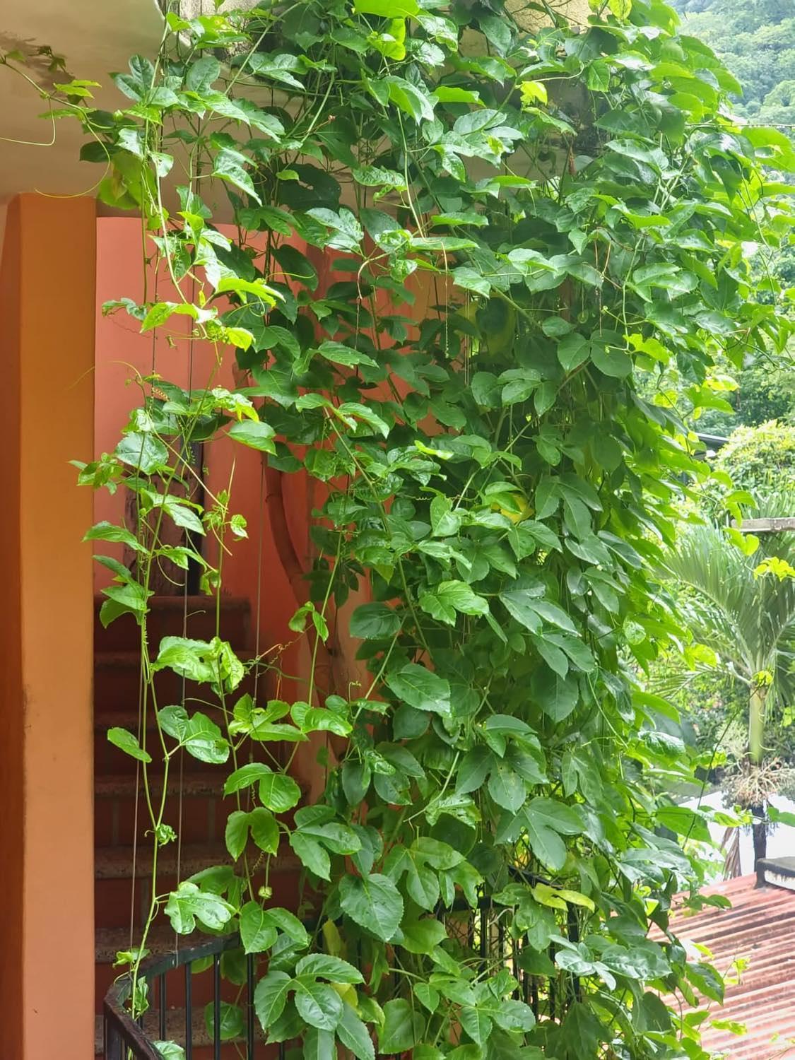 La Posada Pacifica Puerto Vallarta Exteriör bild